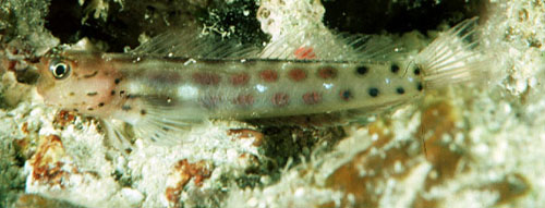 Ecsenius isos